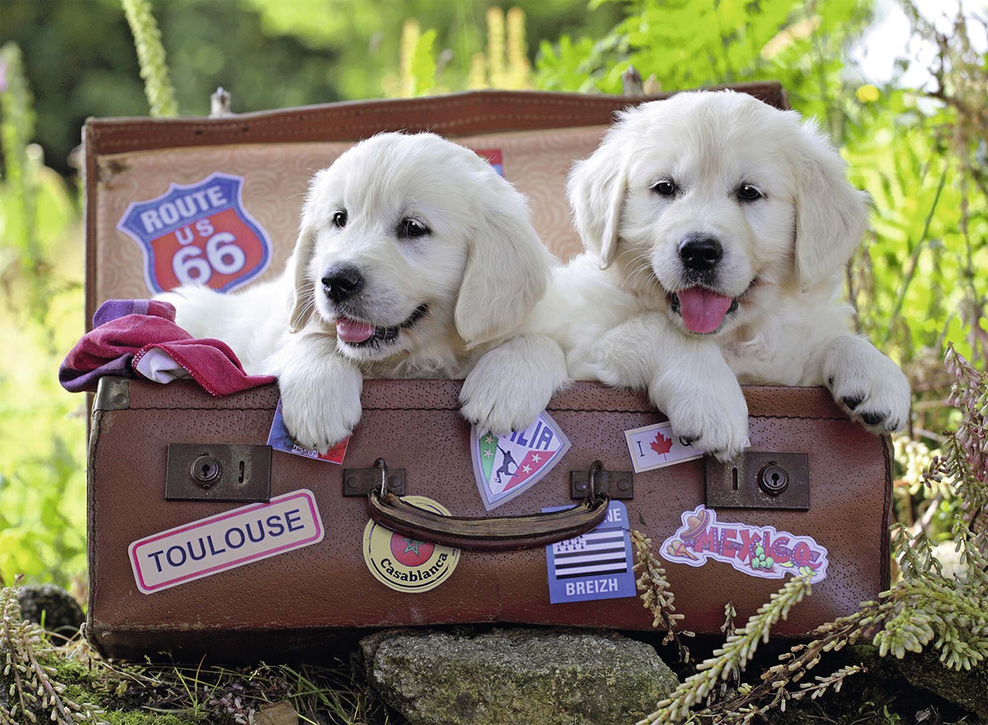 Ravensburger Puzzel - Puppy's op reis 100 stukjes XXL
